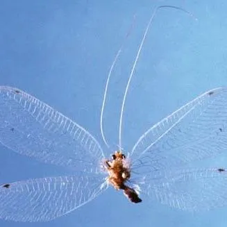 thumbnail for publication: Green lacewings (of Florida) (Insecta: Neuroptera: Chrysopidae)